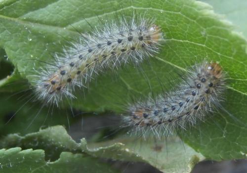 Diaphora mendica